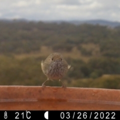 Acanthiza pusilla at Yass River, NSW - 26 Mar 2022