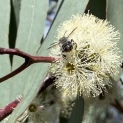 Megachile (Eutricharaea) maculariformis (Gold-tipped leafcutter bee) at Kambah, ACT - 26 Mar 2022 by AJB