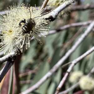 Megachile (Eutricharaea) maculariformis at Kambah, ACT - 26 Mar 2022