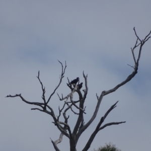 Aquila audax at Wambrook, NSW - 24 Mar 2022 01:10 PM