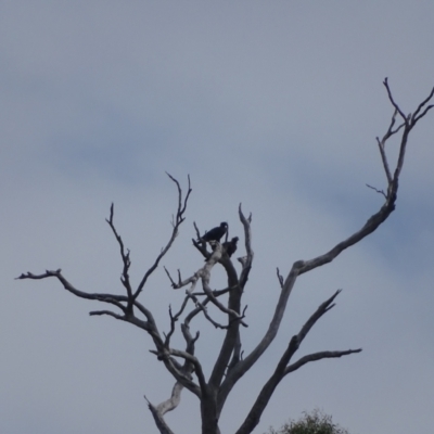 Aquila audax (Wedge-tailed Eagle) at Wambrook, NSW - 24 Mar 2022 by Mike