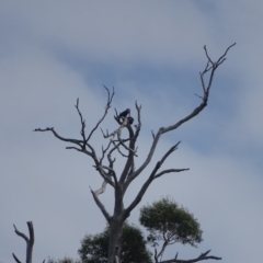 Aquila audax at Wambrook, NSW - 24 Mar 2022 01:10 PM