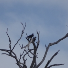 Aquila audax at Wambrook, NSW - 24 Mar 2022 01:10 PM