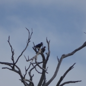 Aquila audax at Wambrook, NSW - 24 Mar 2022