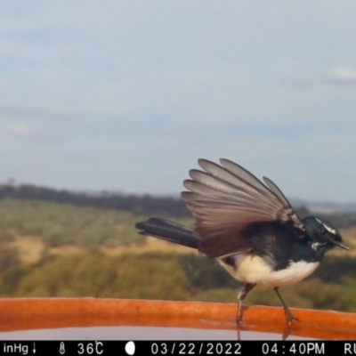 Rhipidura leucophrys (Willie Wagtail) at Yass River, NSW - 22 Mar 2022 by SenexRugosus