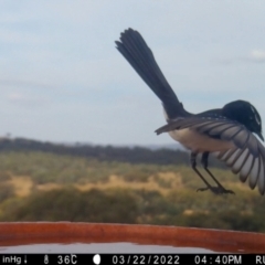 Rhipidura leucophrys at Yass River, NSW - 22 Mar 2022