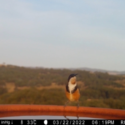 Acanthorhynchus tenuirostris (Eastern Spinebill) at Rugosa - 22 Mar 2022 by SenexRugosus