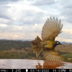 Nesoptilotis leucotis (White-eared Honeyeater) at Rugosa - 16 Mar 2022 by SenexRugosus