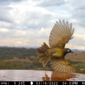 Nesoptilotis leucotis at Yass River, NSW - 16 Mar 2022