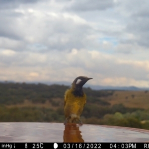 Nesoptilotis leucotis at Yass River, NSW - 16 Mar 2022