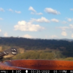 Rhipidura albiscapa at Yass River, NSW - 20 Mar 2022