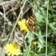 Oreixenica latialis at Cotter River, ACT - 26 Mar 2022