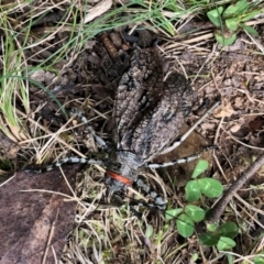 Acripeza reticulata (Mountain Katydid) at Namadgi National Park - 26 Mar 2022 by KMcCue