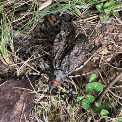 Acripeza reticulata (Mountain Katydid) at Namadgi National Park - 26 Mar 2022 by KMcCue