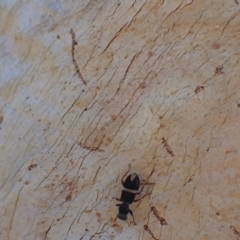 Lemidia accincta (Clerid beetle) at Murrumbateman, NSW - 26 Mar 2022 by SimoneC