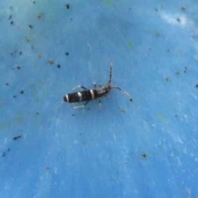 Unidentified Insect at Broulee Moruya Nature Observation Area - 26 Mar 2022 by LisaH