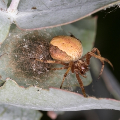Unverified Spider at Melba, ACT - 23 Jan 2022 by kasiaaus