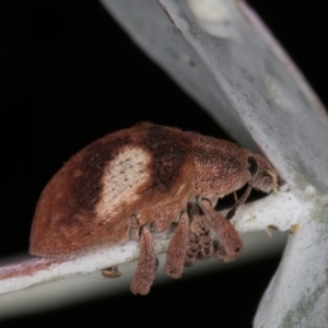 Gonipterus pulverulentus at Melba, ACT - 23 Jan 2022 02:26 PM