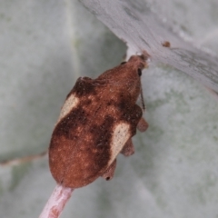 Gonipterus pulverulentus at Melba, ACT - 23 Jan 2022
