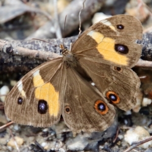 Tisiphone abeona at Moruya, NSW - suppressed