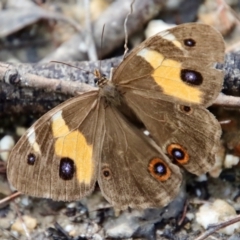Tisiphone abeona (Varied Sword-grass Brown) at Moruya, NSW - 26 Mar 2022 by LisaH