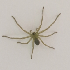 Unverified Spider at Thurgoona, NSW - 26 Mar 2022 by ChrisAllen