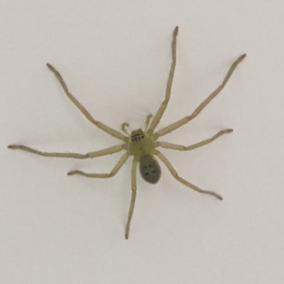 Unverified Spider at Thurgoona, NSW - 26 Mar 2022 by ChrisAllen
