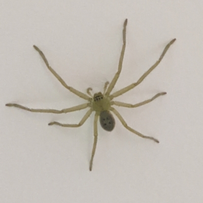 Unidentified Spider (Araneae) at Albury - 26 Mar 2022 by ChrisAllen