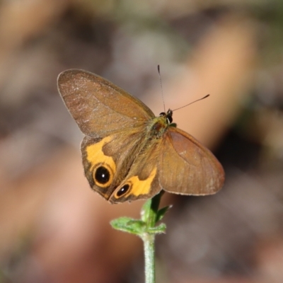 Hypocysta metirius (Brown Ringlet) at Moruya, NSW - 26 Mar 2022 by LisaH