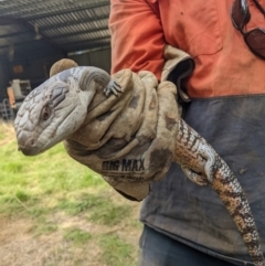 Tiliqua scincoides scincoides (Eastern Blue-tongue) at Gateway Island, VIC - 22 Mar 2022 by ChrisAllen