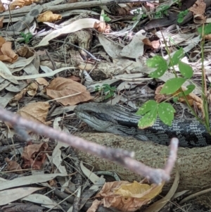 Tiliqua scincoides scincoides at Gateway Island, VIC - 22 Mar 2022 01:38 PM