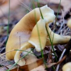 Unidentified Clubs/stalks on wood or on leaf/twig litter at Moruya, NSW - 26 Mar 2022 by LisaH