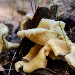 Omphalotus nidiformis at Moruya, NSW - suppressed