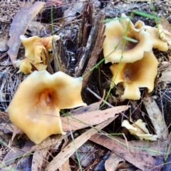 Omphalotus nidiformis at Moruya, NSW - suppressed