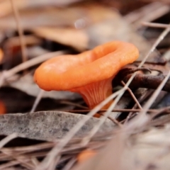 Unidentified Fungus at Moruya, NSW - 26 Mar 2022 by LisaH