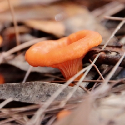 Unidentified Fungus at Broulee Moruya Nature Observation Area - 26 Mar 2022 by LisaH