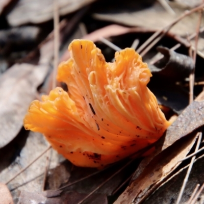 Unverified Fungus by LisaH
