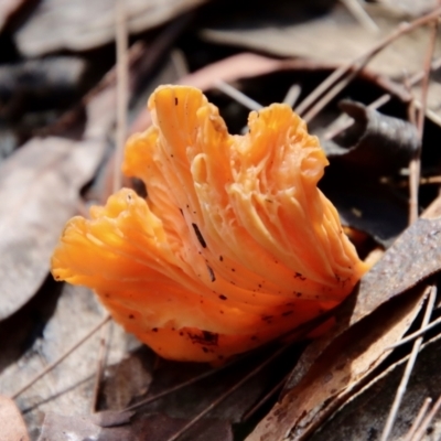 Unidentified Fungus at Moruya, NSW - 26 Mar 2022 by LisaH