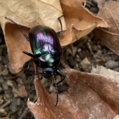 Chalcopteroides columbinus (Rainbow darkling beetle) at Dickson to Lyneham Wetlands Corridor - 24 Mar 2022 by Ned_Johnston