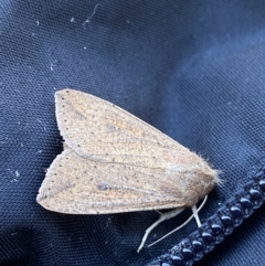 Mythimna (Pseudaletia) convecta (Common Armyworm) at Jagungal Wilderness, NSW - 13 Mar 2022 by Ned_Johnston