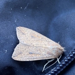 Mythimna (Pseudaletia) convecta at Jagungal Wilderness, NSW - 14 Mar 2022