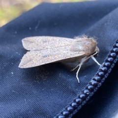 Mythimna (Pseudaletia) convecta at Jagungal Wilderness, NSW - 14 Mar 2022