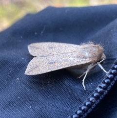 Mythimna (Pseudaletia) convecta at Jagungal Wilderness, NSW - 14 Mar 2022