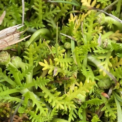 Cotula alpina (Alpine Cotula) at Kosciuszko National Park, NSW - 13 Mar 2022 by NedJohnston