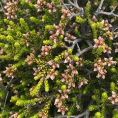 Epacris petrophila (Snow Heath) at Kosciuszko National Park, NSW - 13 Mar 2022 by Ned_Johnston