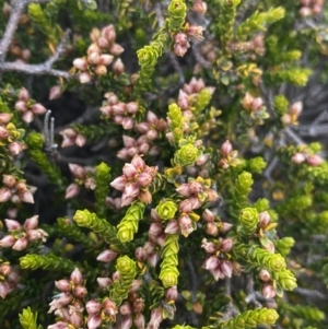 Epacris petrophila at Kosciuszko National Park, NSW - 13 Mar 2022 03:30 PM