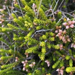 Epacris petrophila at Kosciuszko National Park, NSW - 13 Mar 2022 03:30 PM