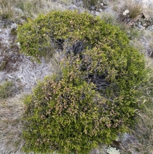 Epacris petrophila at Kosciuszko National Park, NSW - 13 Mar 2022