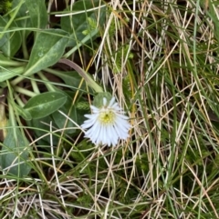 Pappochroma nitidum (Sticky Fleabane) at Kosciuszko, NSW - 13 Mar 2022 by NedJohnston
