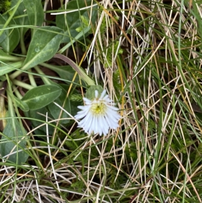 Pappochroma nitidum (Sticky Fleabane) at Kosciuszko, NSW - 13 Mar 2022 by NedJohnston